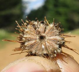   Infructescence:   Acaena novae-zelandiae , barbed achenes still part of infructescence; Photo by H. Rose, eol.org
